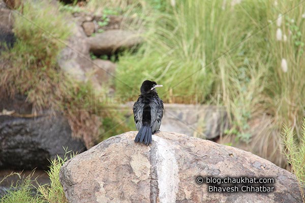 Little Cormorant [Phalacrocorax niger, Microcarbo niger] sitting on a stone - Photography done at Okayama Garden [AKA Pu La Deshpande Garden] in Pune